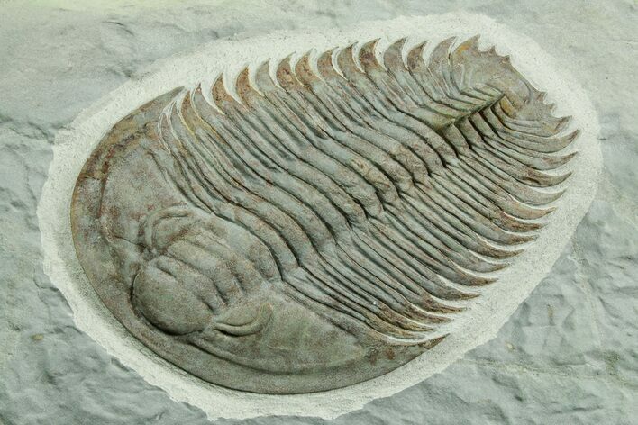 Lower Cambrian Trilobite (Longianda) - Issafen, Morocco #362976